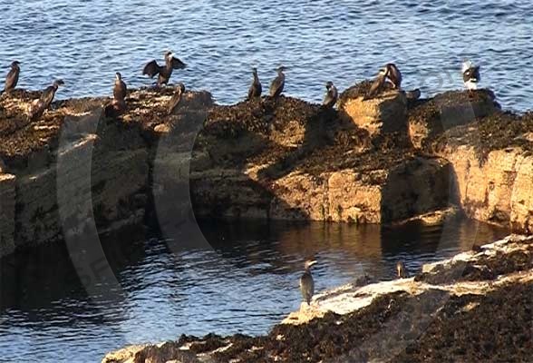 Sea birds at Mull head
