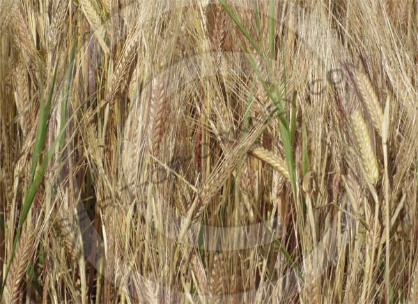An Orkney barley field