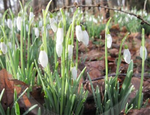 woodland snowdrops woodland snowdrops