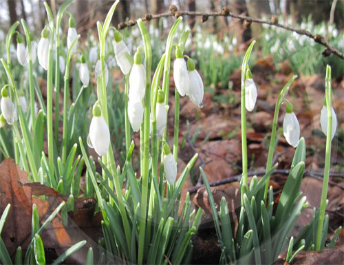 woodland snowdrops