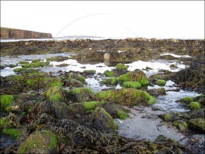 Orkney features many creatures, plants and birds due to it's position on the gulf stream Orkney features many creatures, plants and birds due to it's position on the gulf stream